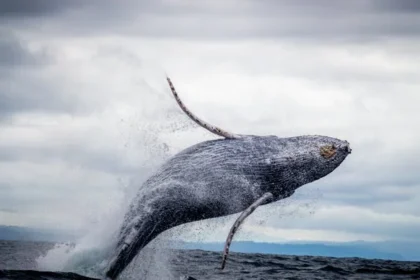 blue whale bitten in half